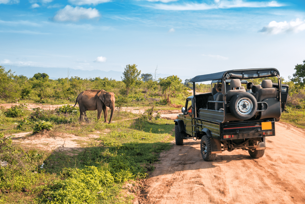 Assam Kaziranga Forest 