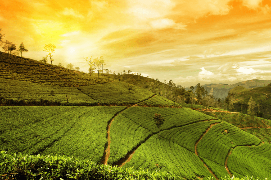 Best Places to Visit in Assam with Family