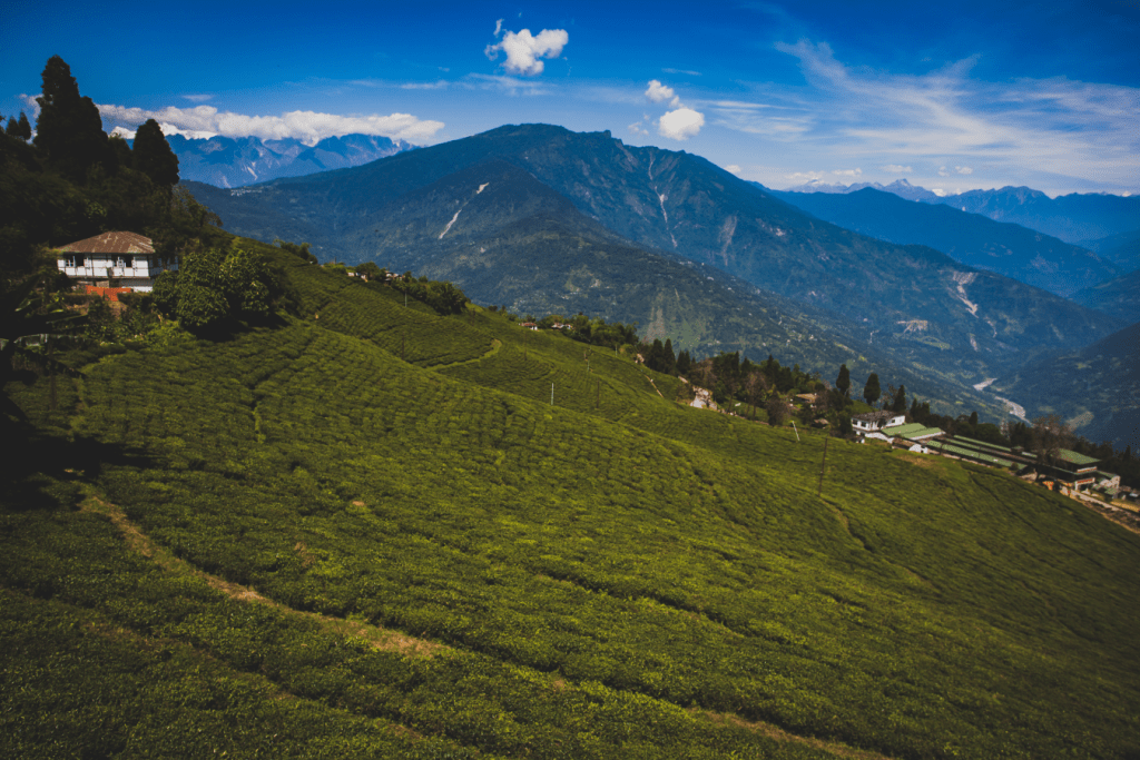 Hills of assam