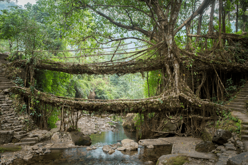 Living Root Bridges in Meghalaya