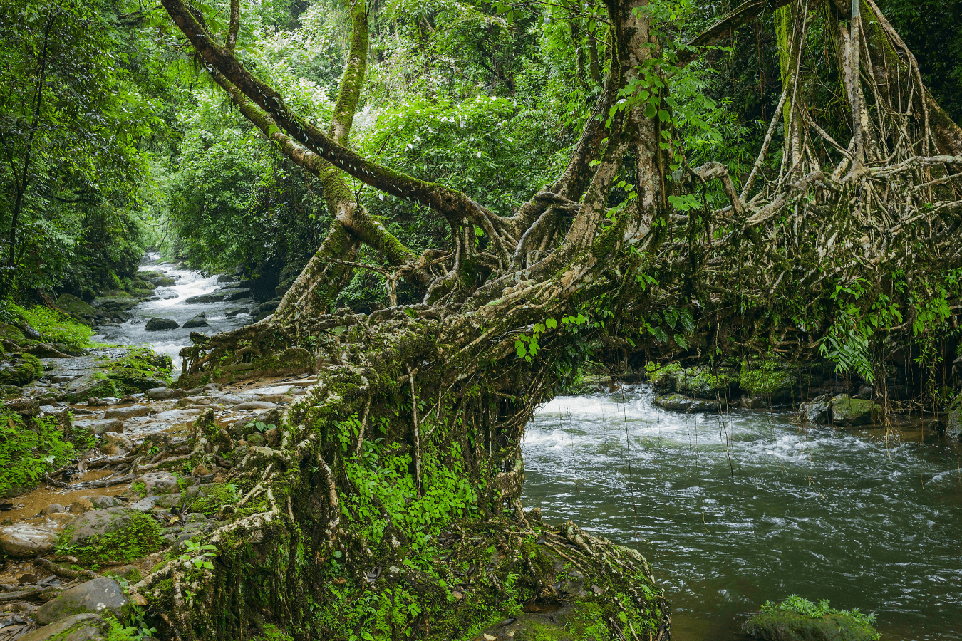 Living Root Bridges in Meghalaya