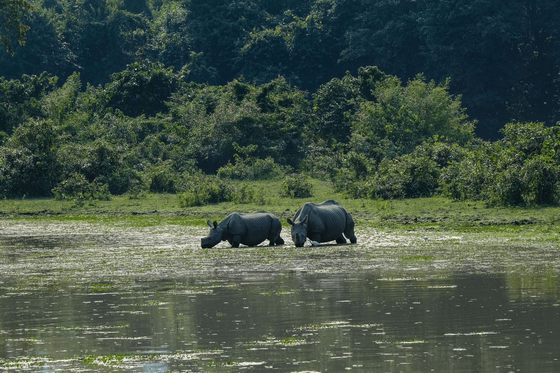 Assam Kaziranga Forest